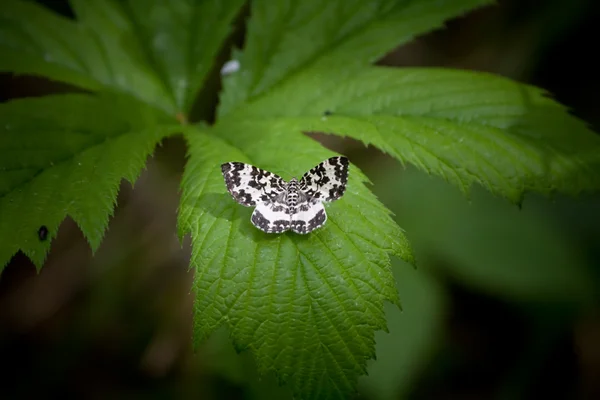Yaprağın üzerinde oturan kelebek — Stok fotoğraf