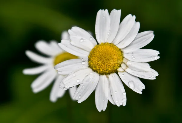 stock image Camomile flowers with water drops