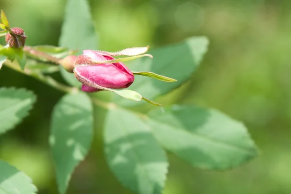 Growing dog-rose flower — Stock Photo, Image