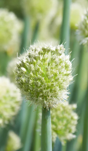 Stock image Onion flower