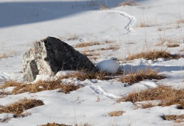 Ptarmigan gizleme