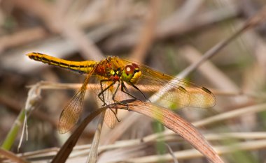 Tired dragonfly clipart