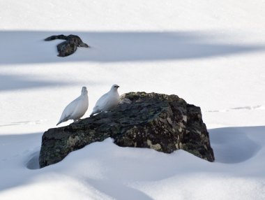 iki ptarmigan