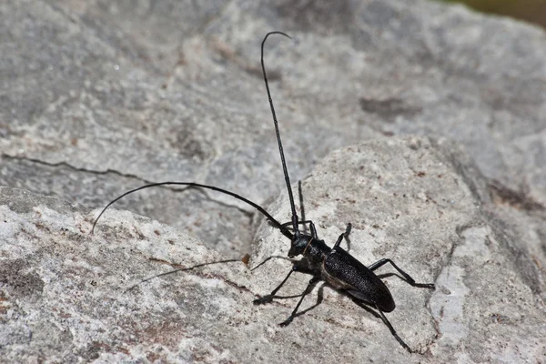 大きな黒い虫 — ストック写真