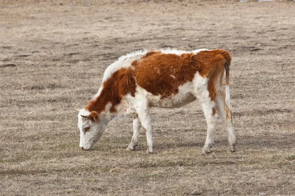 Bull-calf — Stock Photo, Image