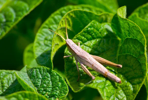Female grasshopper — Stock Photo, Image