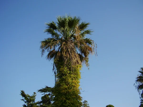 Samotne drzewo w Soczi arboretum — Zdjęcie stockowe