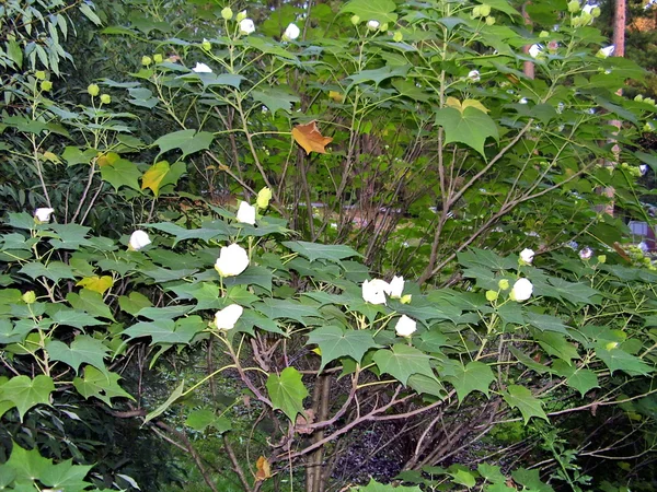 Цветы в дендрарии Сочи — стоковое фото