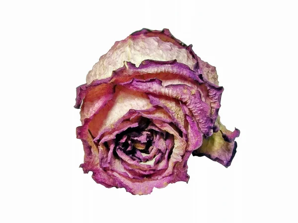 Сушені троянди — стокове фото