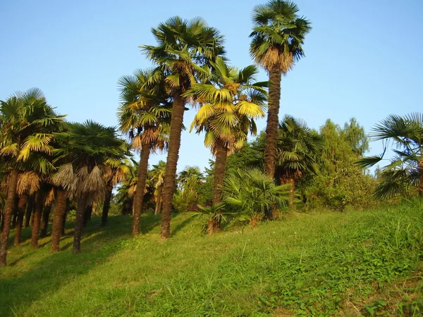 Пальмові дерева в Дендрарій Сочі — стокове фото