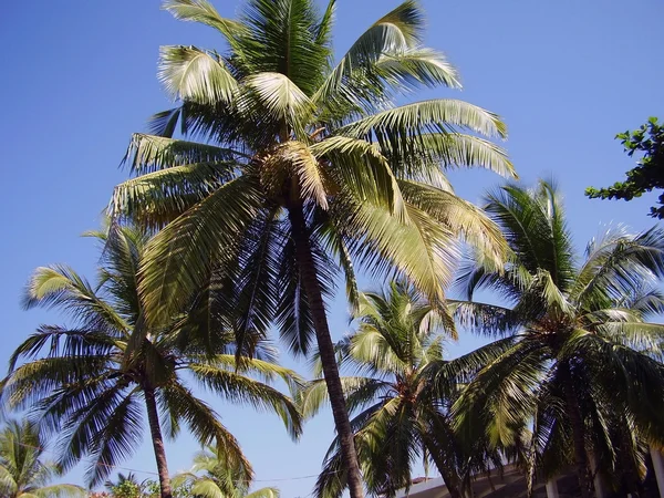 Stock image Palm trees