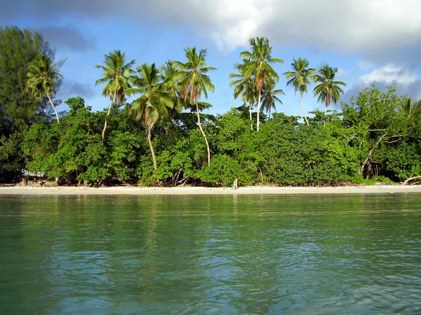 Palmiye ağaçlarının sahil 1 — Stok fotoğraf