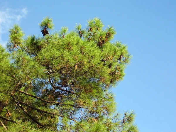 Pine Tree — Stock Photo, Image