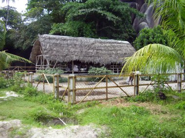 Seyşeller'at çiftliği