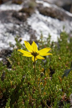 Mountain chamomile clipart