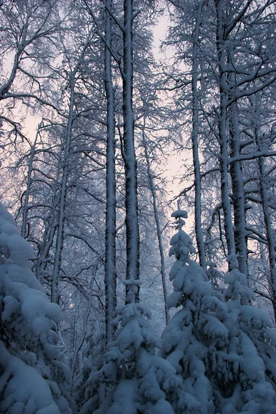 Manhã de inverno — Fotografia de Stock
