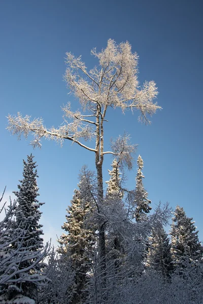 Osamělý strom osika — Stock fotografie
