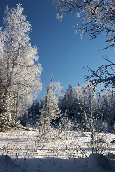 Ξέφωτο σε ένα δάσος του χειμώνα — Φωτογραφία Αρχείου