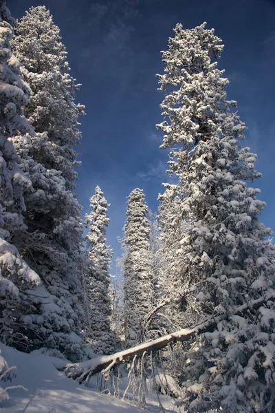 Vintern vildmark — Stockfoto