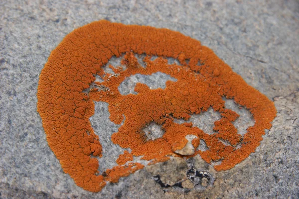 Lichen en una roca — Foto de Stock