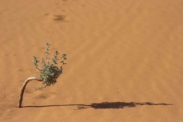 stock image Desert bonsai