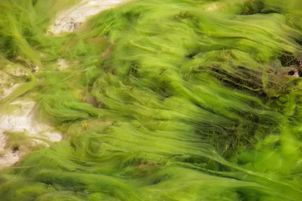 Зелені підводні рослини — стокове фото