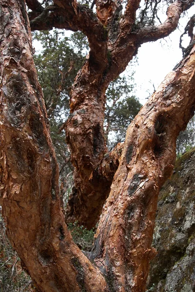 Quenua drzewo — Zdjęcie stockowe