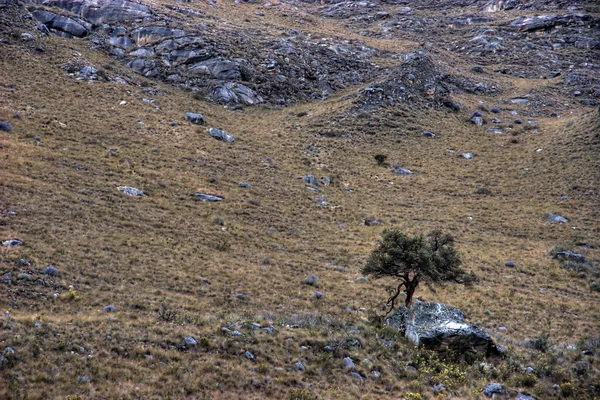 Lone tree — Stock Photo, Image
