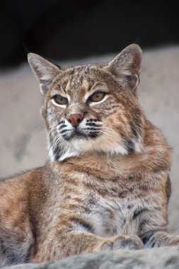 Persian lynx clipart