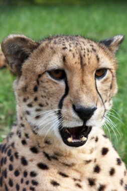 Angered cheetah clipart