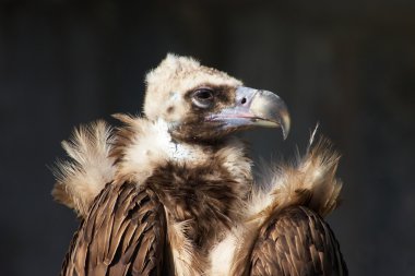 Vulture profile clipart