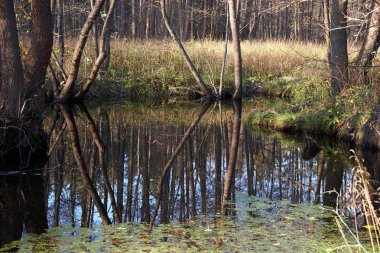 Idyllic small forest pond partly covered with duckweed clipart