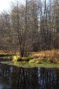 Shore of a small forest pond in autumn clipart