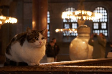 Cat on a wooden balustrade in Hagia Sophia, Istanbul, Turkey clipart