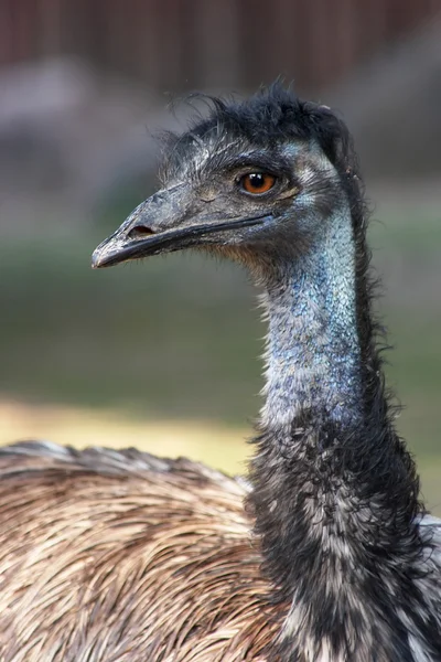 Emú negro —  Fotos de Stock