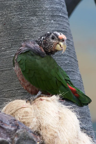 Papagal verde — Fotografie, imagine de stoc