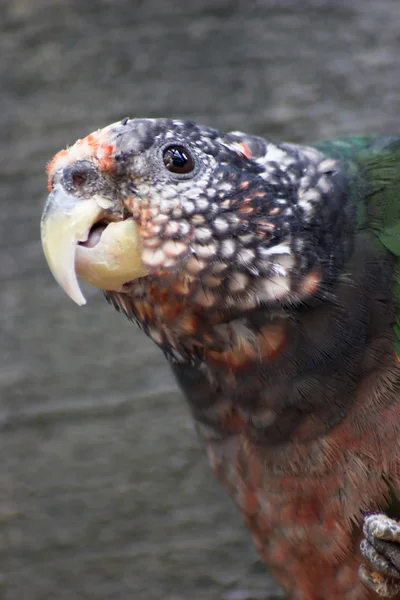 Papagal verde closeup — Fotografie, imagine de stoc