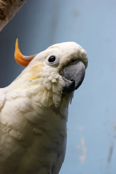 Citron-crested cockatoo — Stock Photo, Image