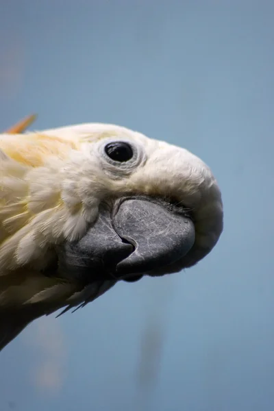 Meraklı Kakadu — Stok fotoğraf