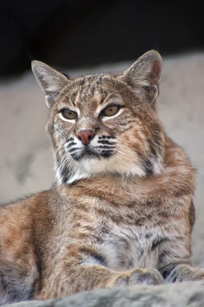 Persian lynx — Stock Photo, Image