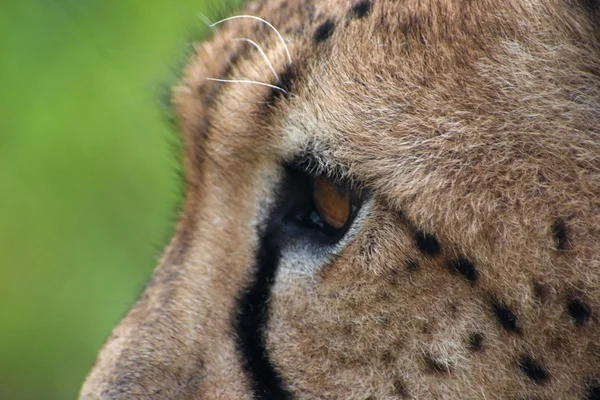 Cheetah head — Stock Photo, Image