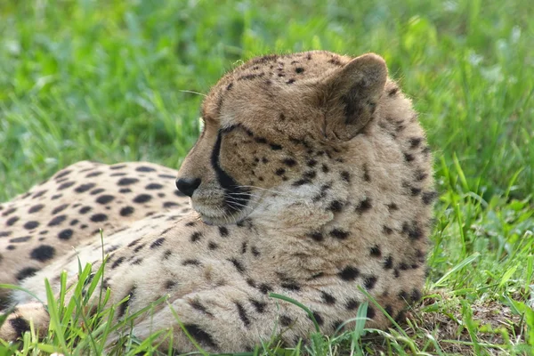 Resting cheetah — Stock Photo, Image