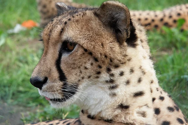 Curious cheetah — Stock Photo, Image