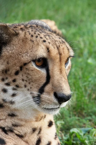 Tame cheetah — Stock Photo, Image