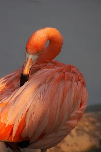 Очистка перьев фламинго — стоковое фото