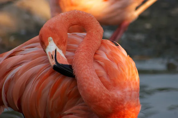 Спящий фламинго — стоковое фото