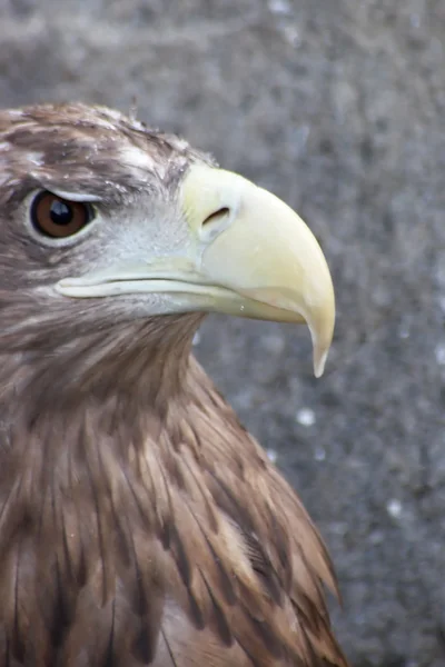 Proud eagle — Stock Photo, Image
