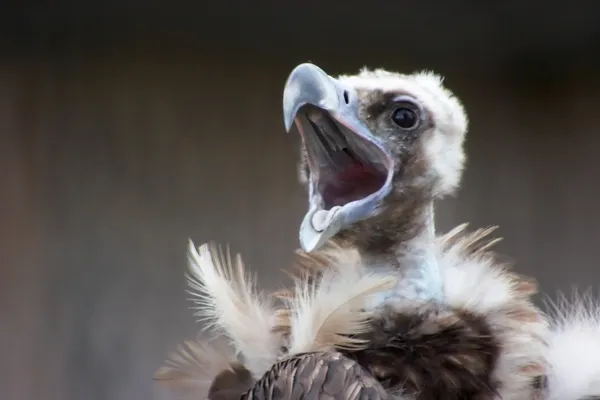 Avvoltoio urlante — Foto Stock