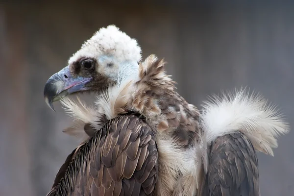 Euraziatische black vulture — Stockfoto