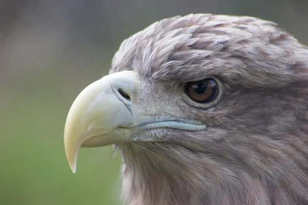 Retrato de águia — Fotografia de Stock